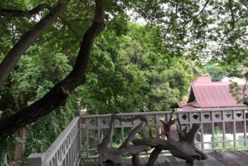  唯一：千年树洞内竟藏着一尊佛像，唯一一棵“树抱佛”，形成原