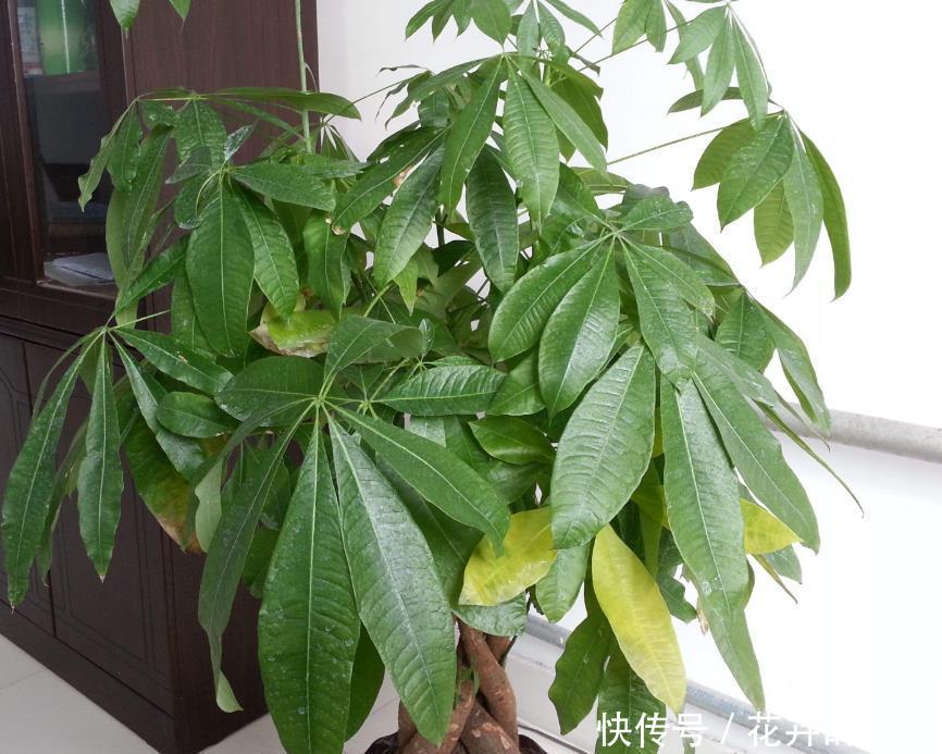  『旺盛』4种花，不喜欢太阳，越是阴凉，生长越旺盛！
