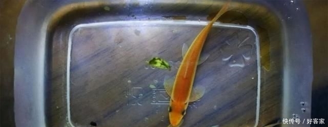 『小钢炮』清缸小钢炮:青苔鼠,吃藻又翻泥,想说爱你不容易