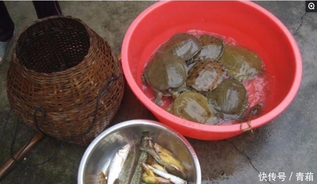  小伙|农村小伙, 捉住的宝贝可以卖200元, 一年可以收入20万