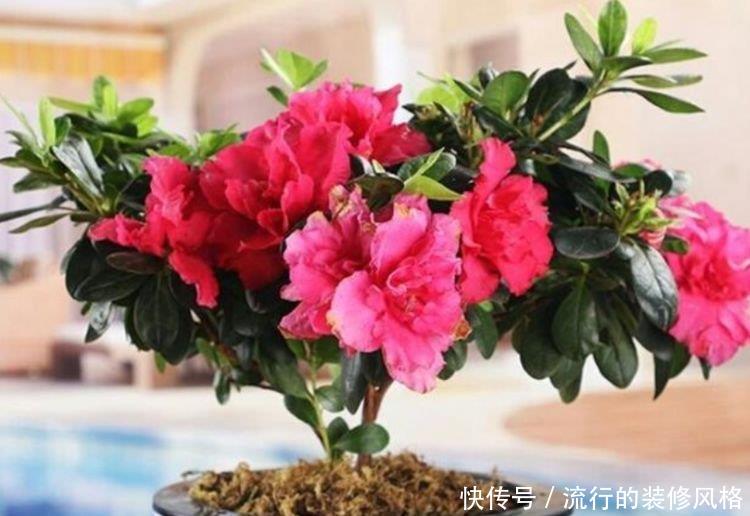  『迷人眼』有钱人都养4种花，妖艳妖娆，层层交叠，烂漫迷人眼