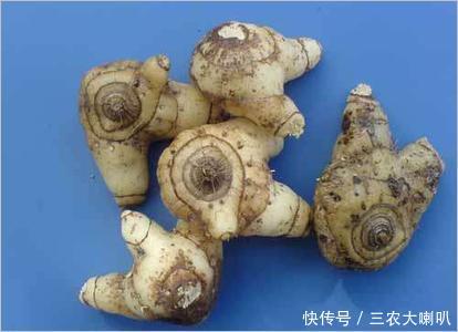 农村一种土豪们才敢种的药材，一斤市场高达上千元！