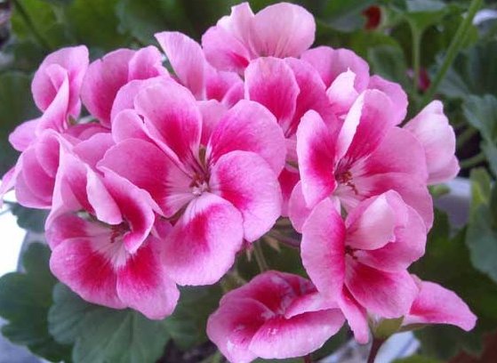  『豆瓣绿』此5款香香花，蚊虫都不喜，香味却很迷人，除臭杀菌，空气更清新