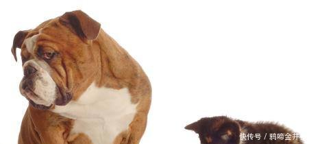 如何让巴哥养成独立上下楼梯的能力,中暑了又