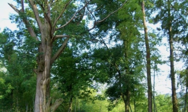 一个家族16代人守护一棵树,至今已有400年,每年收入近百万