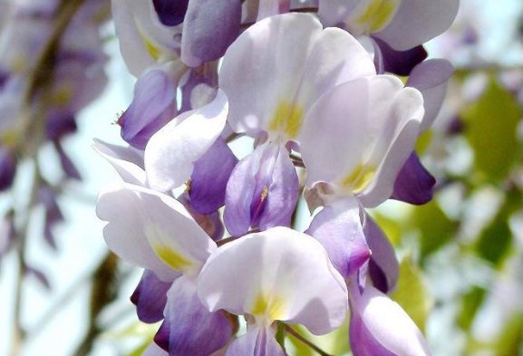  #喜欢#喜欢养护漂亮花卉，就选择开花量繁多，长势茂盛，观赏价值高的花