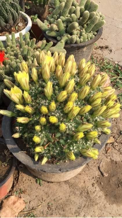  『竟然』仙人球竟然是“开花机器”？你的不开花？养错了吧
