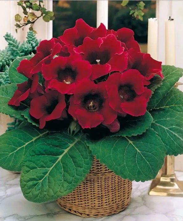  「喜欢疏松肥沃」八种不爱晒太阳的花，一晒就发蔫！