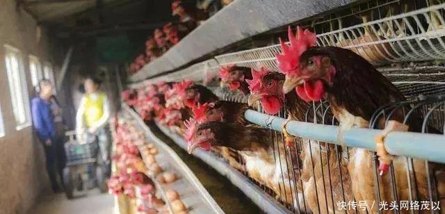  【大棚】拆了大棚，吃不起蔬菜；拆了猪圈，吃不起肉；禁养，买