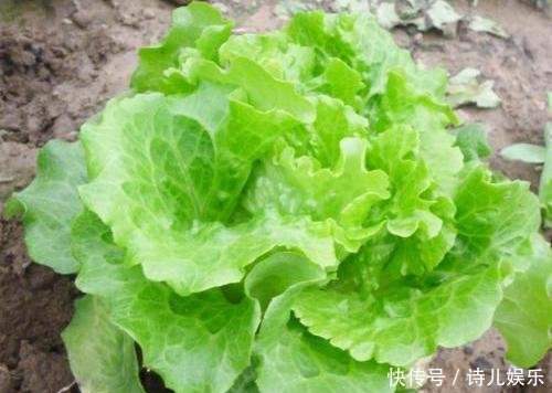  蔬菜：这3种“自种菜”发芽快，放在阳台正合适，想吃直接掐一把