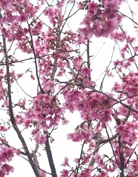 福清樱花太美！春节不用去日本在这里就可以看见大片樱花园~