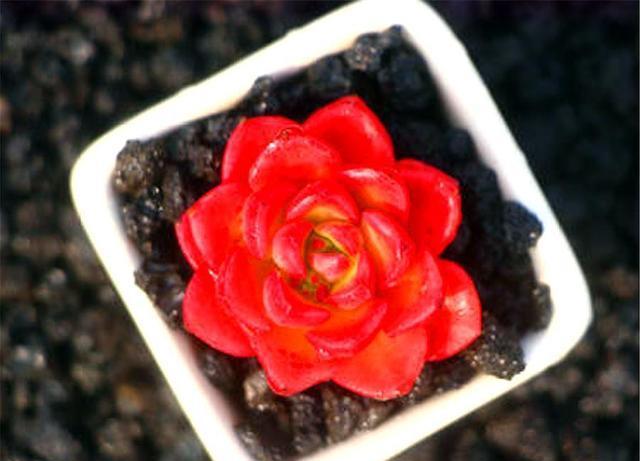  『鲜红』最红火的多肉蒂亚，养护过程虐一虐，做好这3点，鲜红老桩长爆盆