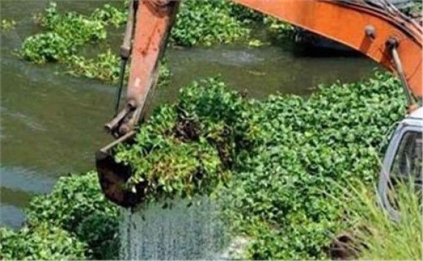 此植物引进中国百多年，全身是宝，因为没有天敌，如今已成公敌