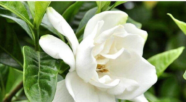  爆满■养栀子花、茉莉花这点最关键，不黄叶掉叶，开花多又香，爆满盆！