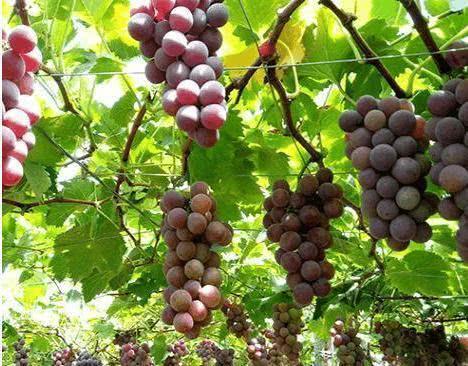 吃葡萄一小时内不要吃这三种食物,对身体坏处太多