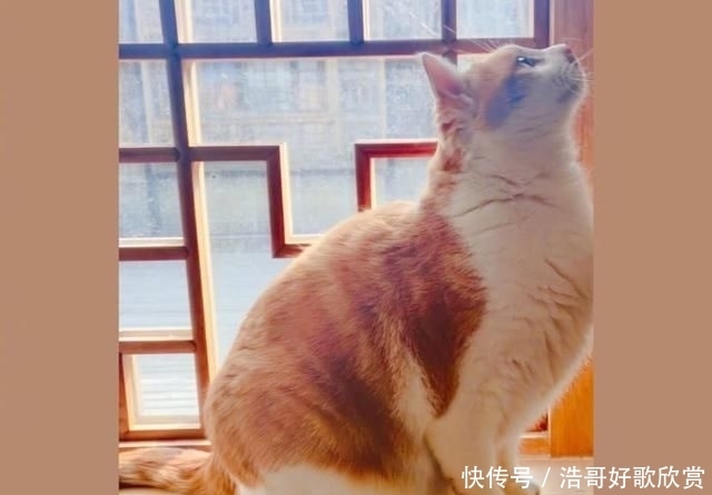  【豪车】杨幂疑似被迫停工已返京回家，豪车内晒父亲爱宠，爸爸单手托鹦鹉