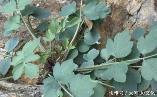  「值钱」珍贵的1种“野草”，能散发出“臭味”，其实很值钱，1斤“90元”