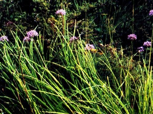  『养花常识』多星韭，百合科葱属植物， 鳞茎圆柱状，具稍粗的根。
