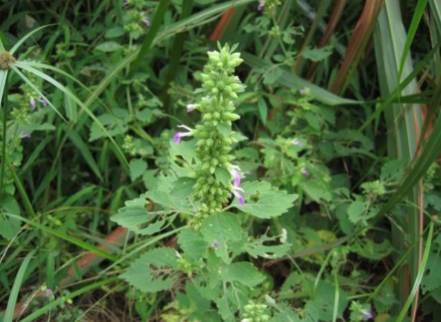  #药用价值#这种看似不起眼的野草，民间常用来治风湿，药用价值