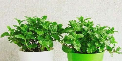 适合：养花有讲究，6种适合摆在卧室的花草，晚上不争氧气，改善睡眠环境