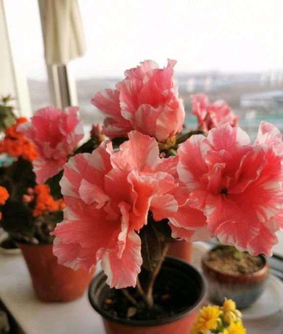  [养不活]杜鹃花养不活，开花少问题多，保证3个基本点，杜鹃花也能爆盆