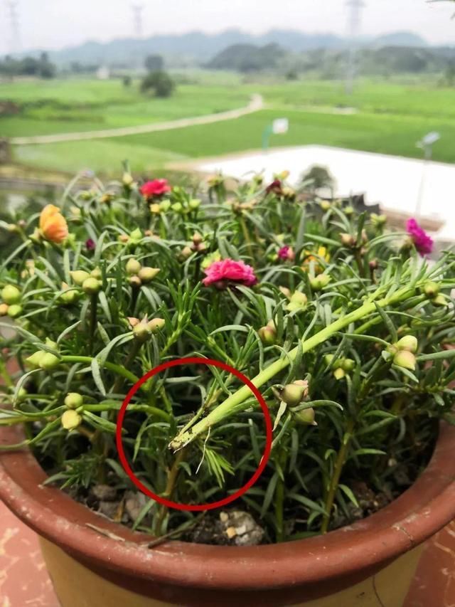  [叶子]4种花“适宜”在五月扦插，2周生根、下个月就开花，别花钱买了