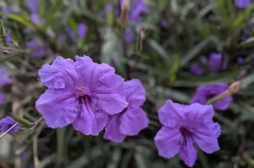  「观花」这种名叫兰花草的植物，是不是你要找的观花植物呢？