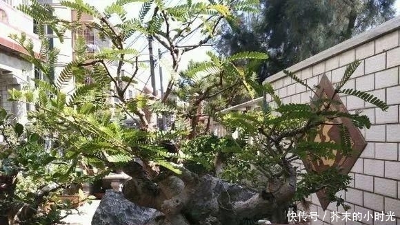 做成@路边的1种野果,人称“油金子”,味道酸甜,做成盆景价值高!