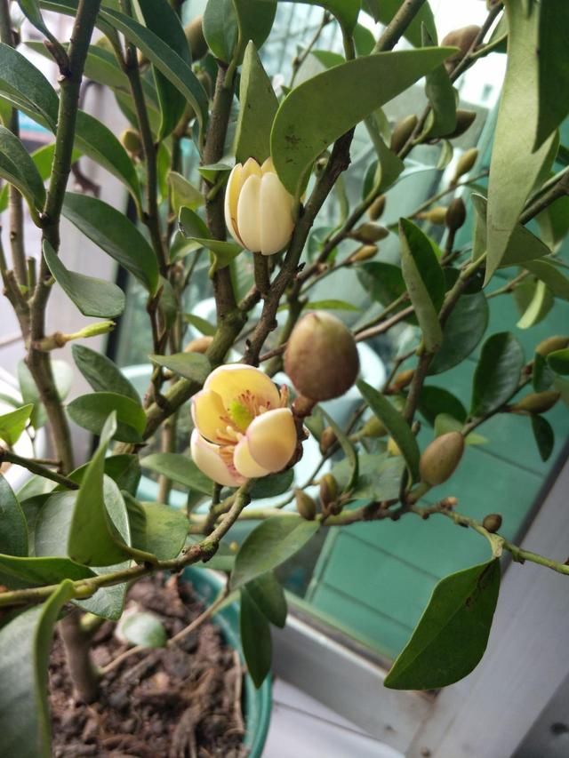  养护的时：含笑花名字取得真喜庆，开花可爱动人，香味飘到邻居家！