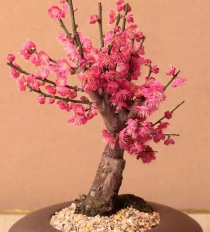 好运:寓意好的“4种花”,吉祥如意招好运,家族兴旺出才子,开枝散叶
