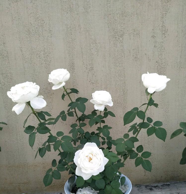  「蟹爪兰」喜欢菊花，就养盆“珍品名菊”淡粉千杯，似白色向日葵，清新典雅