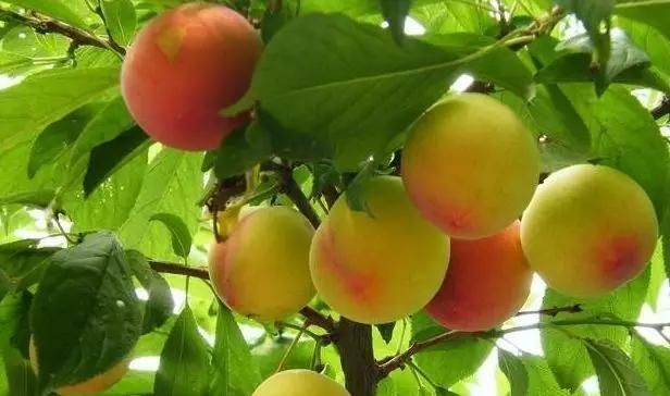  「家门口」门前栽树有门道？这5种树能“镇宅”，这3种不能栽，