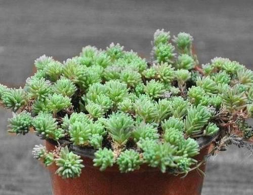 花盆■种植多肉植物,换盆全靠’砸’盆,谁能想到养花的不是土豪