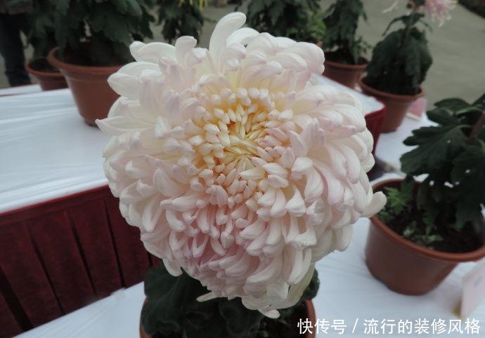 玫瑰@喜欢玫瑰,不如养盆“珍稀菊花”国华大社,大气好看,淡雅美丽!
