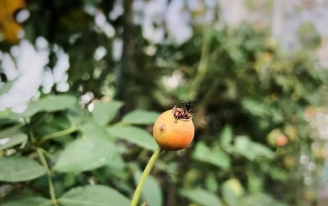 十一月,家里的植物