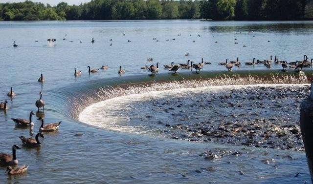 这个小镇因鲤鱼太多，每年接待50万游客，鸭子能踩鱼行走成奇景