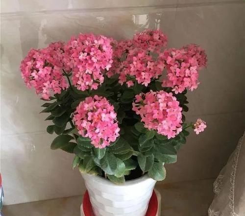  能开成■长寿花养成老桩，诀窍只有1个！照着做1年就能开成大花球