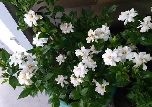 「栀子花」栀子花不开花?怕啥,顺着“暴脾气”,随后爆花苞,一茬又一茬