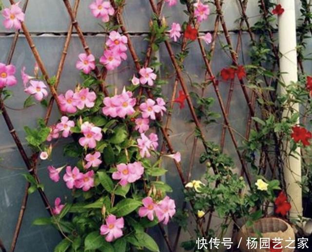 喜热■3种花卉“喜热”,温度再高也能养,摆阳台开花多,养1盆观赏!