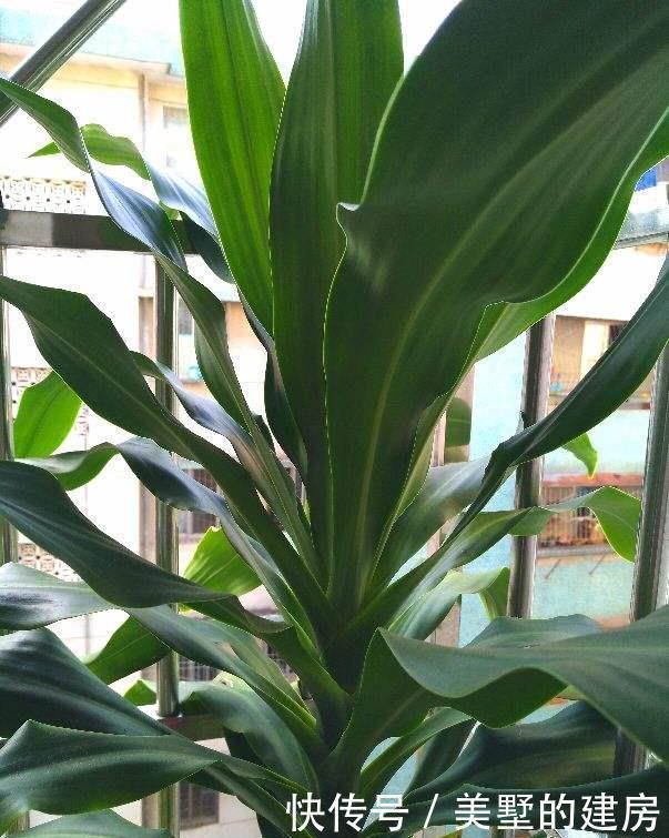 水培巴西木■2种花,长叶子之前像块烂木头,没想到半年叶子爬满墙