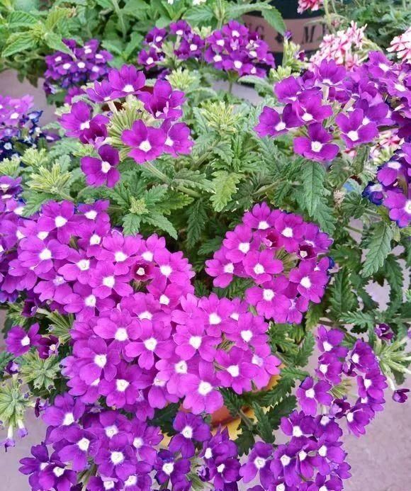  『植株开花之后』.这几种开花是紫色的植物，养在家里紫气东来