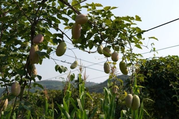  野果|农民大爷从山上挖回10苗野藤，5年繁殖400株，年赚10万元