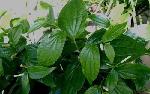  #高价收购#农村一种植物满地都是，曾是古老的香料，是城里人高