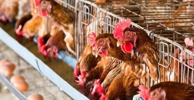  『劳症的发生』蛋鸡养殖过程中，笼养鸡产蛋疲劳症是怎么发生的，如何防治该病