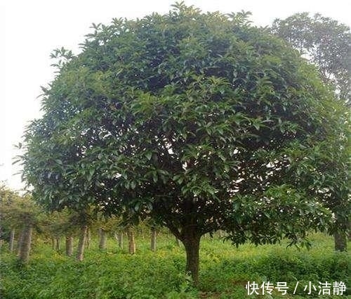  「观叶」路边4种树，遇见别错过，掰个叉就生根，观叶赏花还好吃