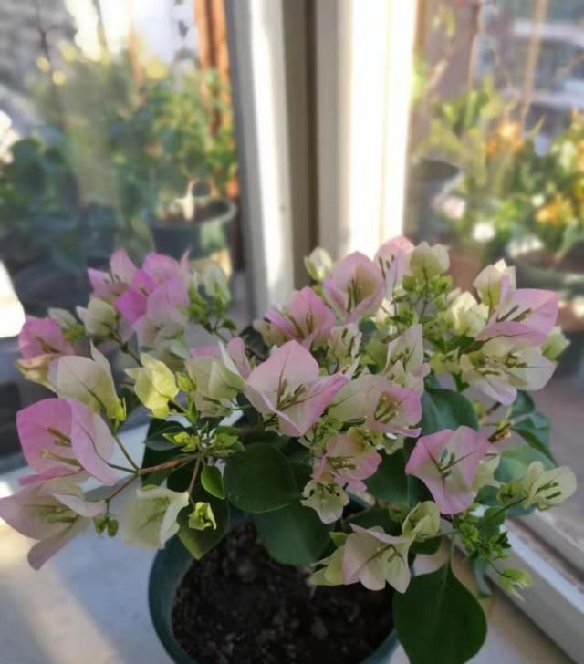  三角梅@三角梅只长叶子不开花，掌握4点，开花一簇一簇，爆满枝