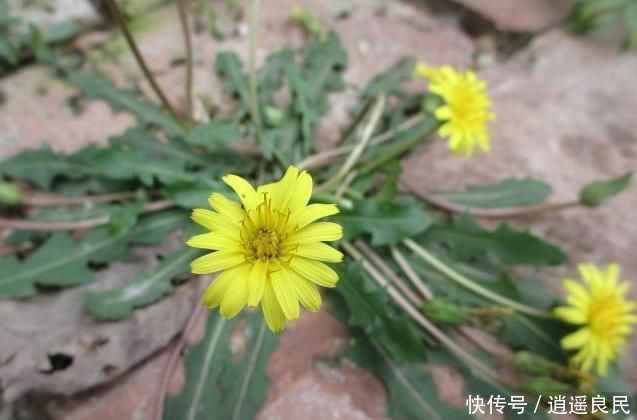  杂草■农村有那么多的野生中药，为什么却没有人去采摘？