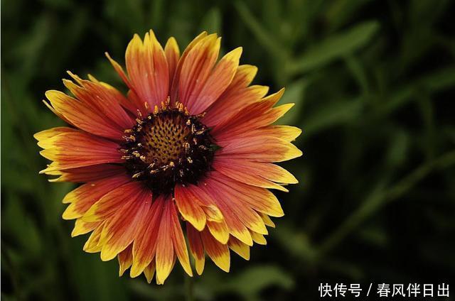 「变化」季节变化,养花也要变化,3种花夏天一定不能少,好养易活能爆盆