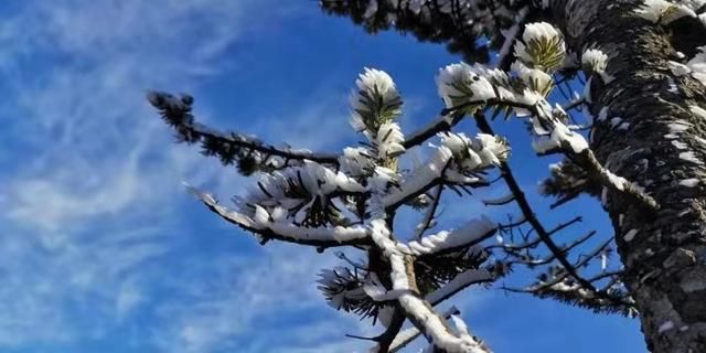 轿子雪山冬意浓，邂逅画里的轿子雪山