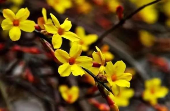  『铜钱草』“4种花”立春后要“勤”浇水，1天1瓢，想让花开香艳，就多浇